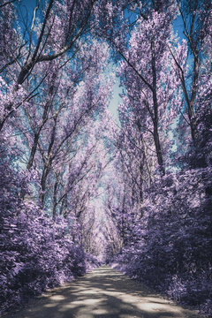 Infrared: Empty park alley in the summer