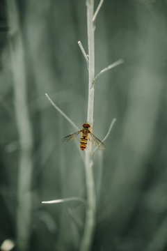 Detail of wasp on the plants