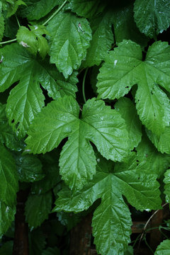 Hop plant in summer, wet from the rain