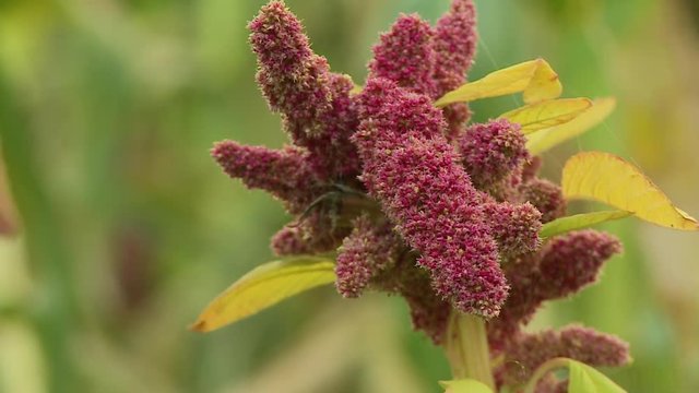 An extreme close up of a pink looking seeds of an amaranth