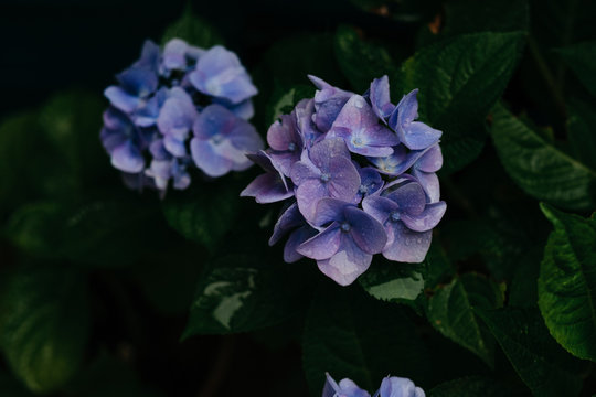 close up view of a beautiful hydrangea plant in bloom