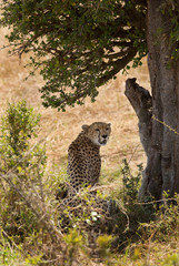 Malaika cheetah under tree shade at Masai Mara, Kenya