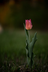 tulip on green background