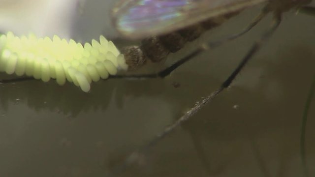  Mosquito laying eggs 1303 6