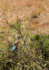 White-browed coucal perched on branch at Masai Mara, Kenya