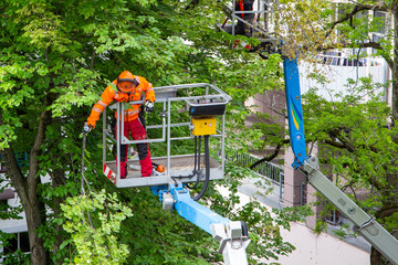 Baumpflege in der Stadt. 