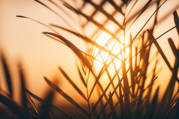 Palm leaves on sunset
