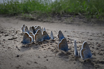 Many multicolored butterfly on the ground.