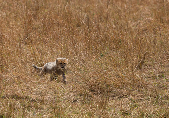 Cub of Malaika Cheetah at Masai Mara, Kenya