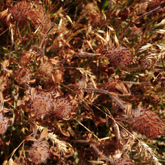 Faded plants with fluffy flowers in their natural habitat.