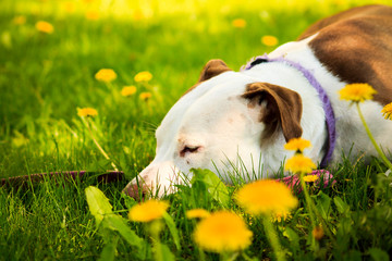 sleeping dog in Dandelions