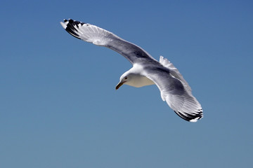 Seagull in flight against the blue sky