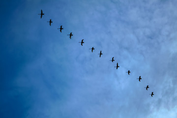 A flock of swans flying wedge in the evening sunset sky. Swans flying wedge.