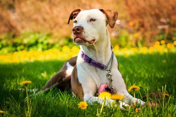 Dog in Dandelions