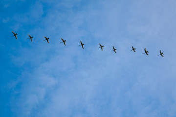 A flock of swans flying wedge in the evening sunset sky. Swans flying wedge.