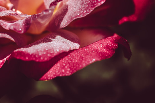 Close Up of Rose Petals and Dew Drops