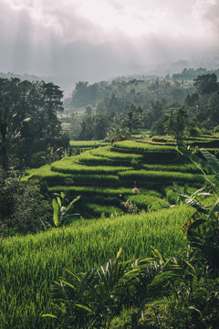 sunbeams above lush green rice terrace on bali