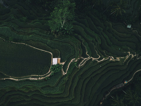 Green Rice Fields From Above