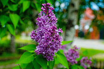 Lilac flowers. Green branch with spring lilac flowers.