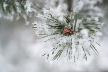 Close up of pine tree branch in the snow. Winter nature background. Soft selective focus. Vintage toned photo.