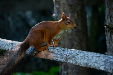 Naklejka na ściany i meble Squirrel standing on tree