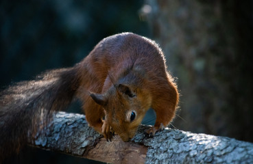 Squirrel jumping of tree