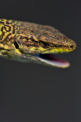 Kopf einer grünen Eidechse von der Seite vor dunklem Hintergrund freigestellt