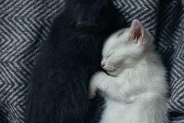 Cute kittens sleeping hugged