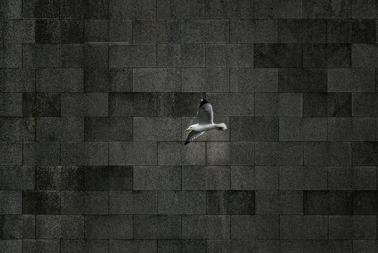 Seagull flying over the city.