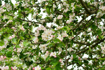 Apple blossoms close up . Apple tree blossoms with pink petals on a branch