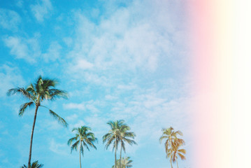 Maui, Hawaii scenery photo of blue skies and ocean and palm trees