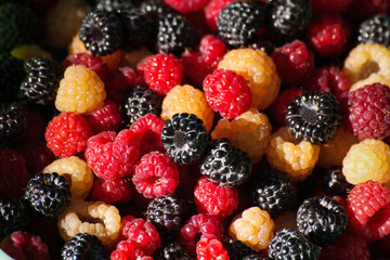 Blackberry and red and yellow raspberry group close up. Healthy lifestyle concept. Summer berry fruit on heap. Fresh harvest.