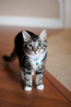 cat portraits