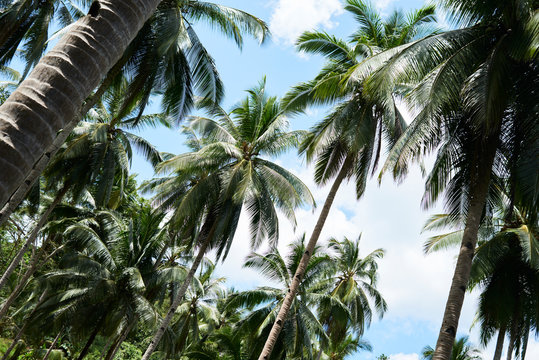 Looking up view of palm forest in tropical remote island.