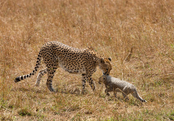Malaika Cheetah with her cubs, Masai Mara, Kenya