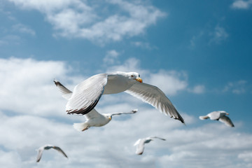 Seagulls