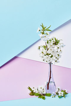 Blooming cherry branch in a glass vertical transparent vase on a