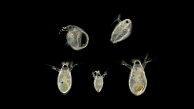 Bosmina water flea under the microscope a collection of small crustaceans, including a female with an embryo and an example of the movement of one crustacean, are planktonic organisms, easy to learn