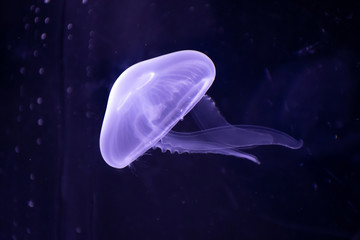 Medusa con efecto de luz de ne&oacute;n.