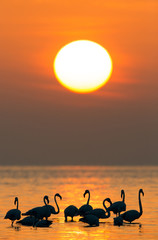 Naklejka na ściany i meble Greater Flamingos during sunrise at Asker coast, Bahrain 