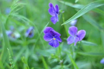  flower, nature, purple, green, spring, garden, plant, flowers, macro, flora, blue, summer, blossom, purple, beauty, viola, flowering, petal, floral, grass, sheet, beautiful, close-up, natural