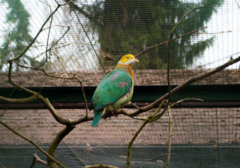 Exotic rare Pink-spotted Fruit-dove, sitting on a branch