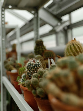 Thorny cactuses in row on shelf