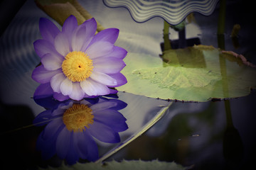 Reflecting water lilly