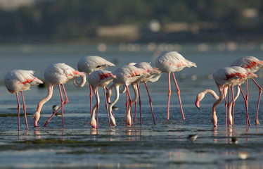 Flock of Greater Flamingos feeding at Eker Creek, Bahrain