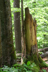 windbruch