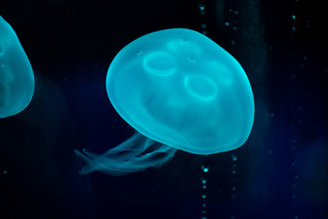 Fototapeta premium Medusa con efecto de luz de neón.