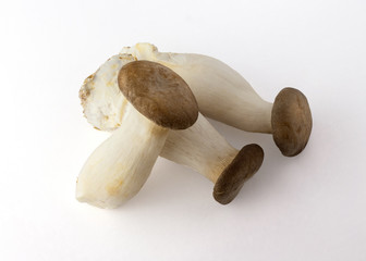 mushroom on white background