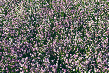 Field of blooming Phlox on Spring, Palouse, Washington