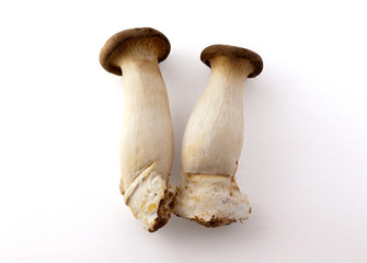 mushroom on white background